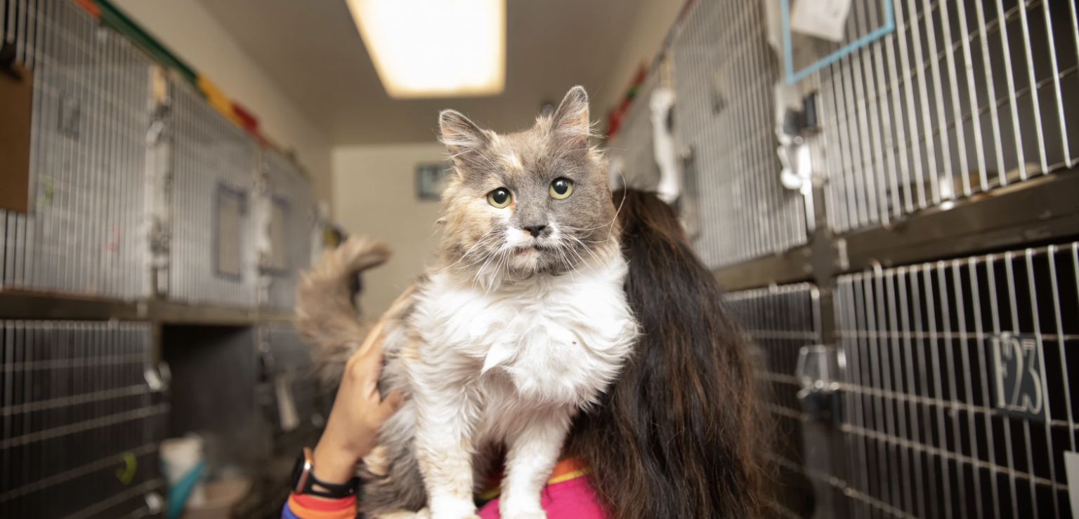 cat on woman's shoulder