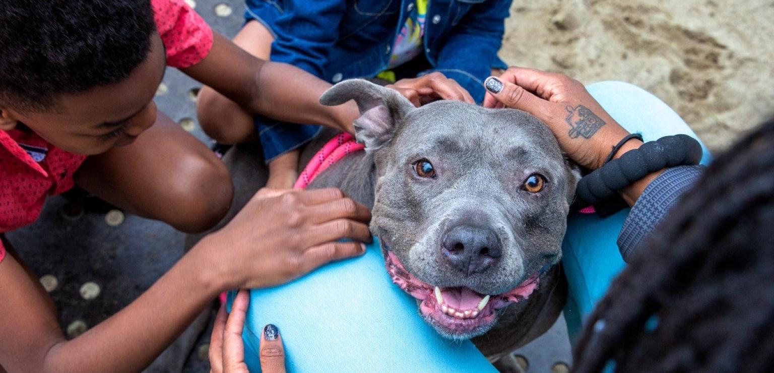 dog with kids