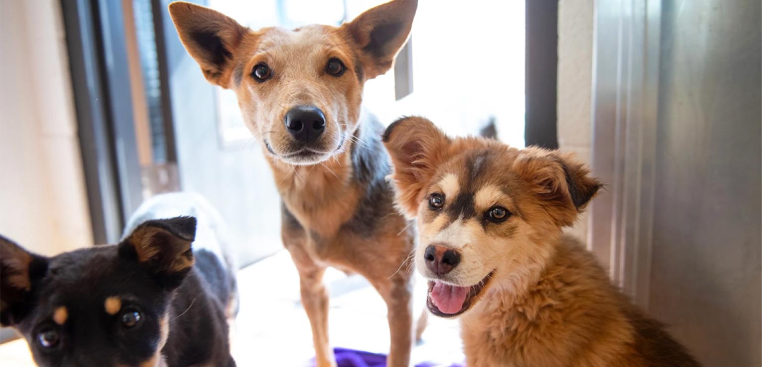 Three puppies in a kennel together