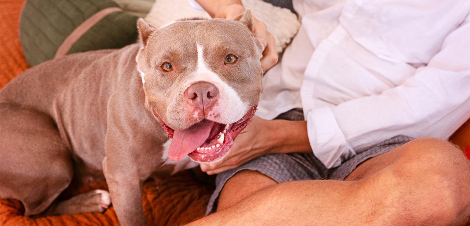 Person petting a brown and with pit-bull-type dog whose tongue is out and ears cropped