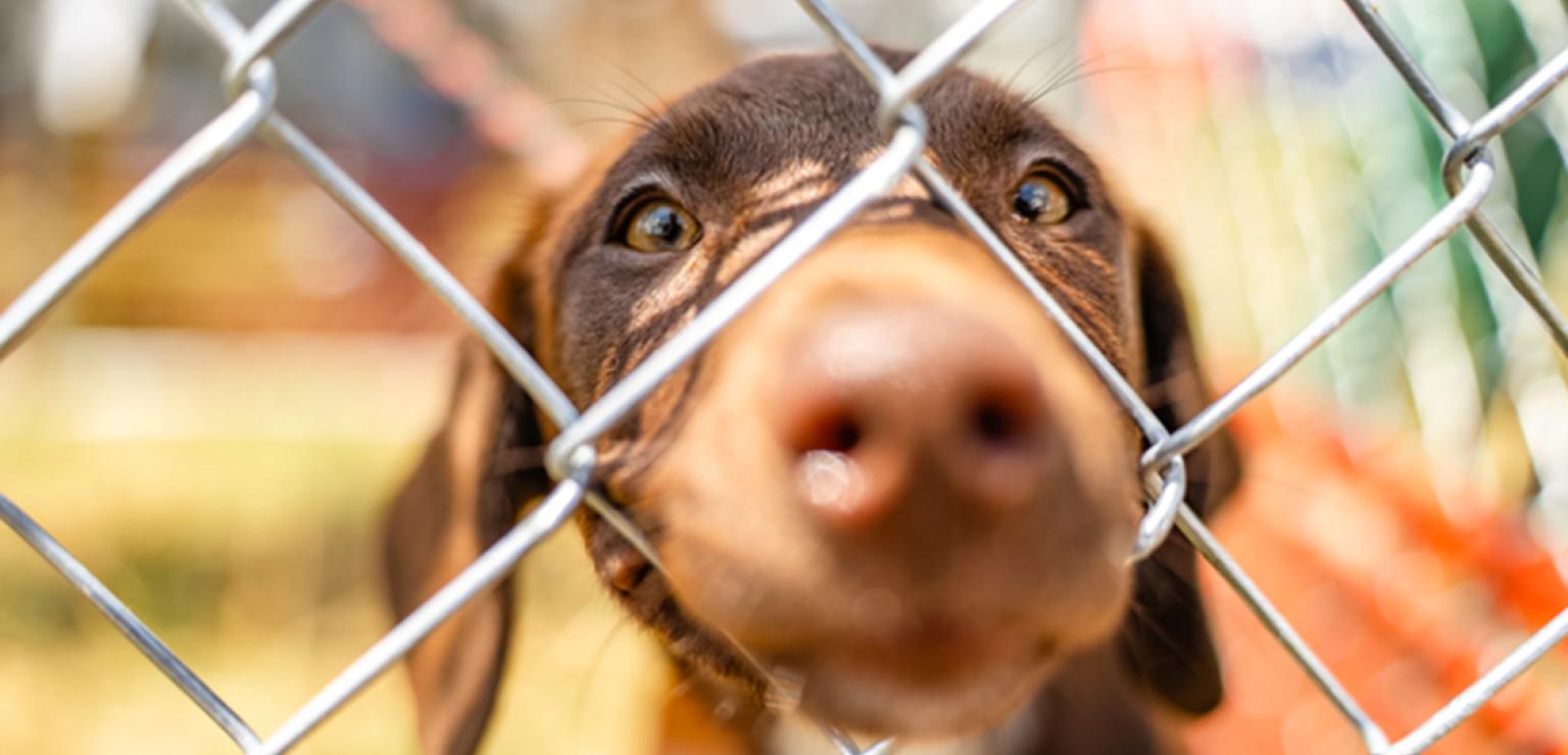 Dachshund with nose sticking through a chain link fence