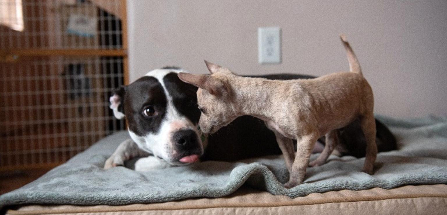 Larger and smaller dogs on the same dog bed