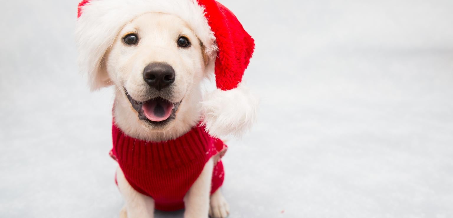 Holiday safety tips for pets