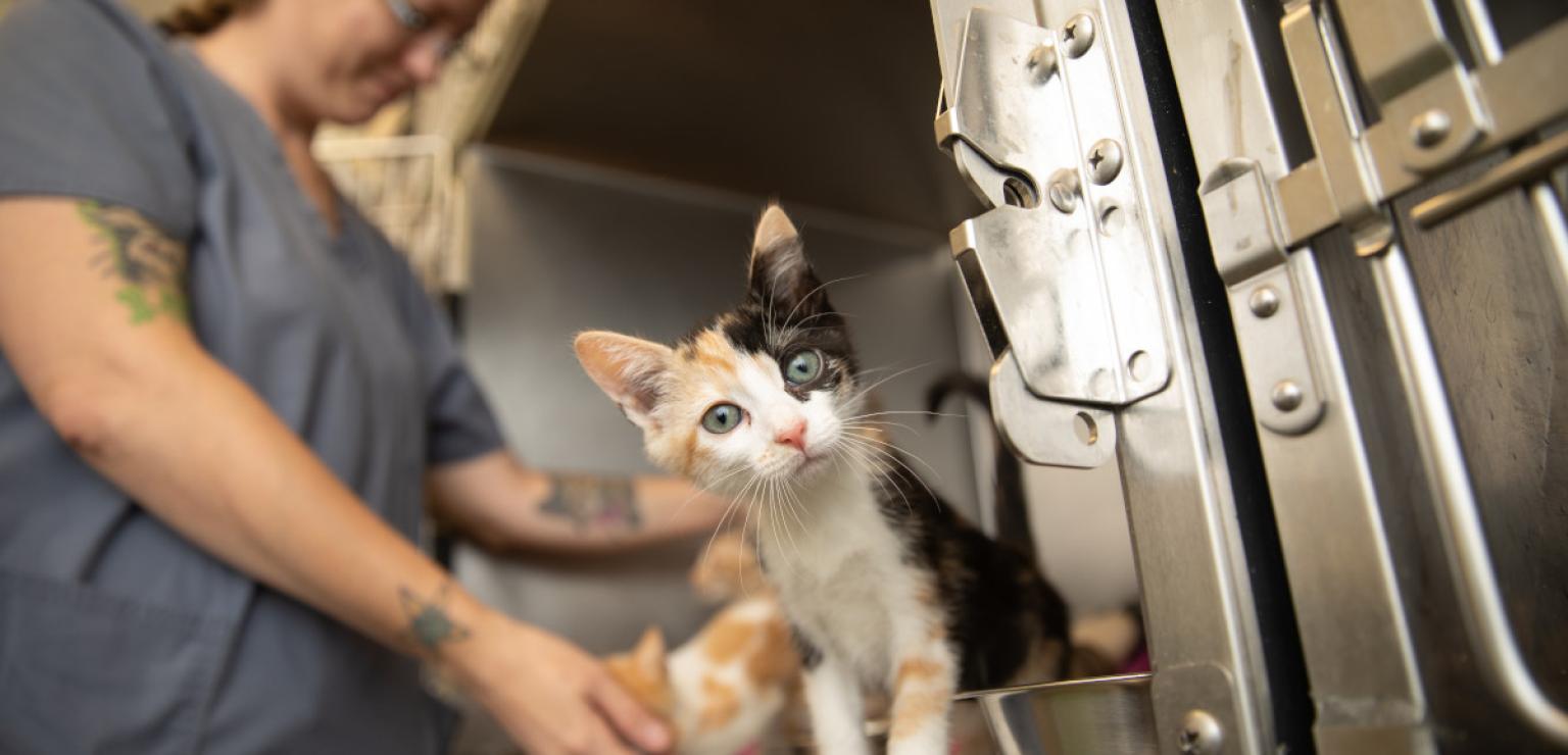 Kitten in shelter with vet