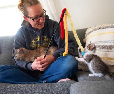 Person playing with a kitten on a couch while a cat sleeps in their lap