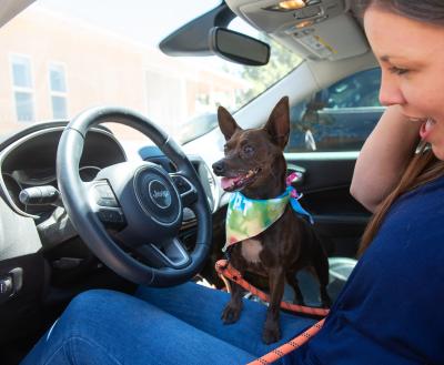 Dog sitting on a person's lap in a parked car