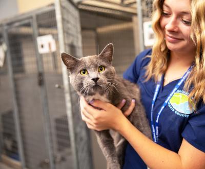 Person holding an adoptable cat in an animal shelter