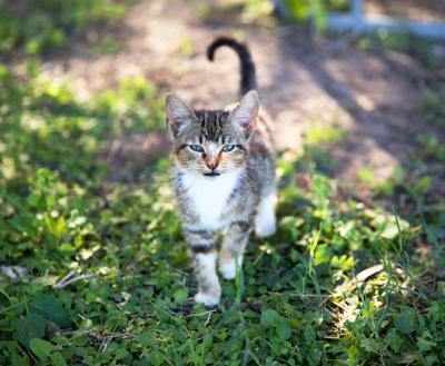 Tiny kitten standing outside in the grass