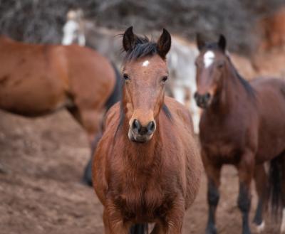 Horses standing in a pasture at Best Friends Animal Sanctuary