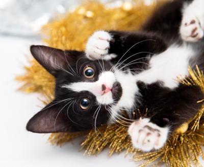 Kitten playing in gold garland