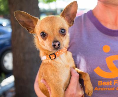 Person wearing a Best Friends T-shirt holding a small Chihuahua type dog