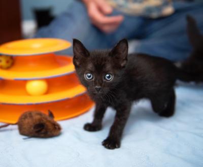 Tiny kitten playing with a toy while a person watches on