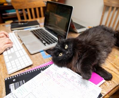 Person working on a laptop with a cat on the table next to them