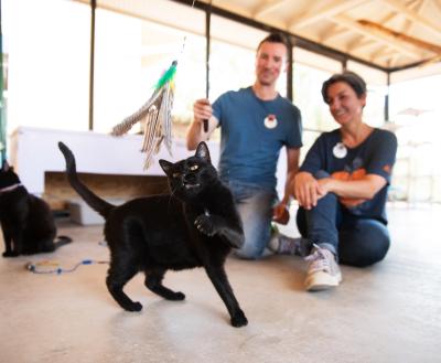 Two people playing with a cat in an outdoor cat enclosure