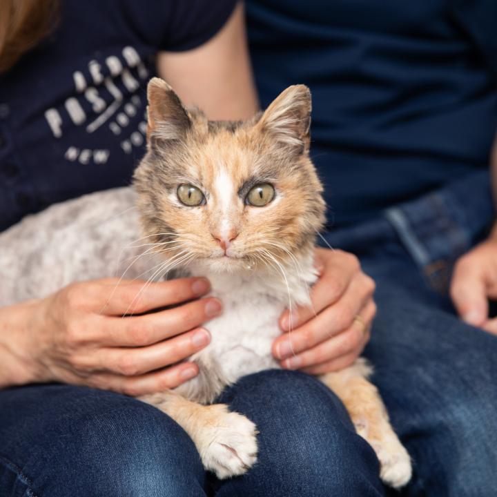 Two people sitting side-by-side on a couch with a cat between them