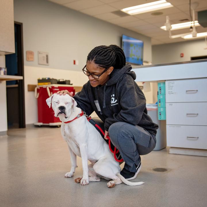 Vet tech petting white dog