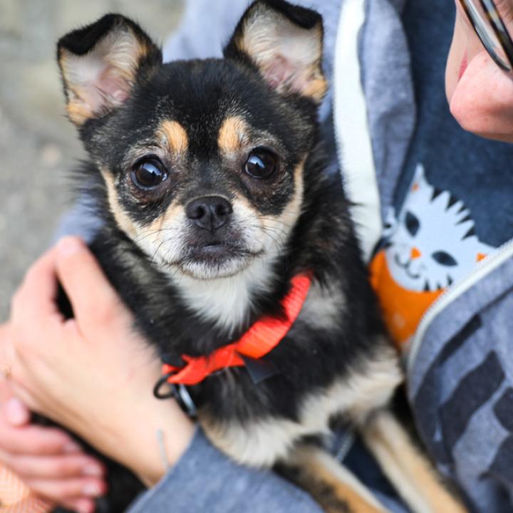 Seated person holding a tiny dog close