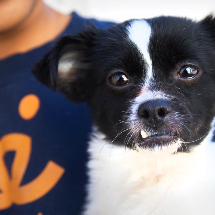 Person holding a tiny dog with big ears