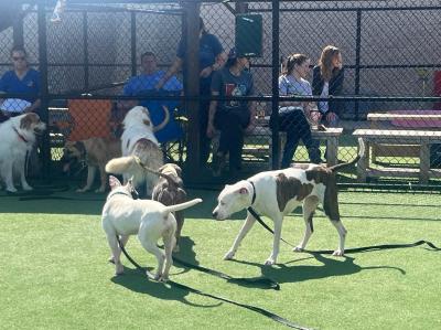 People watching a dog playgroup from behind a fence