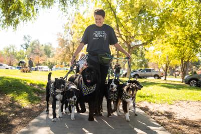 One person walking six dogs on leashes at Strut Your Mutt