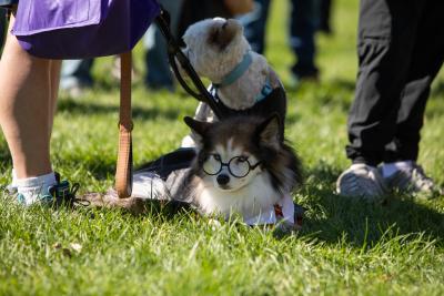 Dog lying in the grass dressed up as Harry Potter