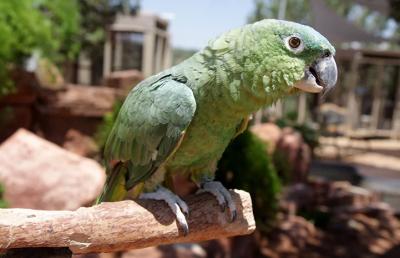 Paco, the green Amazon parrot, on a perch outside