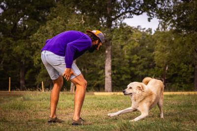 Person outside on grass interacting playfully with a dog