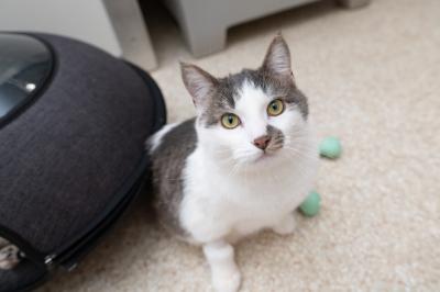 Adonis the cat sitting on the floor, wearing his boots