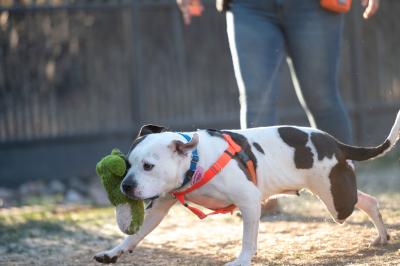 Bella the dog running with a toy in her mouth