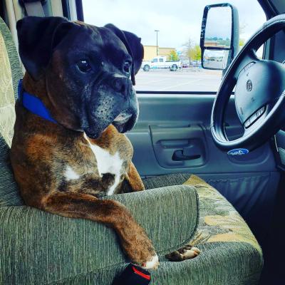 Many the dog sitting in the driver's seat of a vehicle