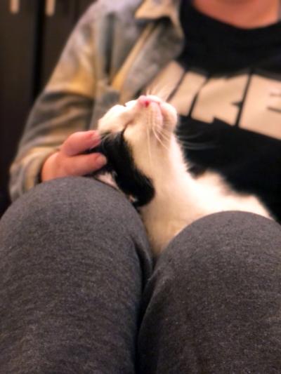 Malcolm the cat lying on a lap being petted on the head