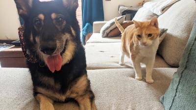 Tanya the dog next to a cat on a bed