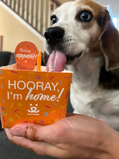 Dansby the dog licking his adoption celebration cake