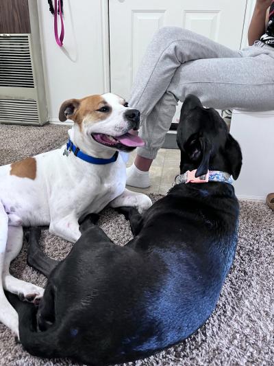 Bean the dog with his canine friend