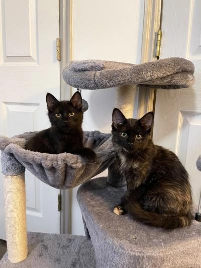 Havarti and Blue the kittens on a cat tree