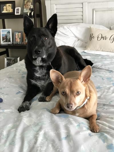 Jovi the dog lying on a bed next to a canine sibling