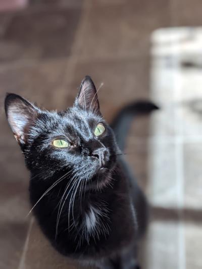 Oberon the black and white cat looking up into a sunbeam