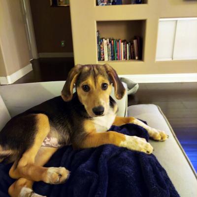 Luna Belle the puppy lying on a piece of furniture