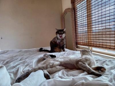 Romeo and Ramona the cats on a bed by a window