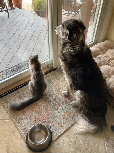 Wilson the cat and Joey the dog looking out a back door window