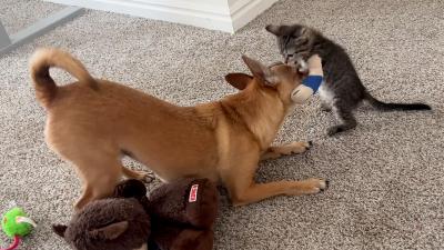 Alani the kitten playing with Simon the dog