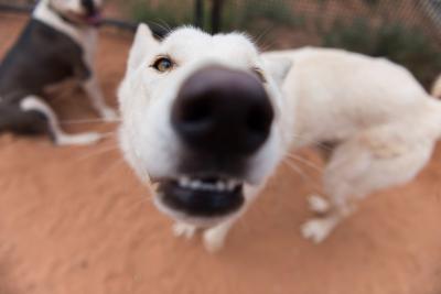 White dog looking up with nose very close to the camera