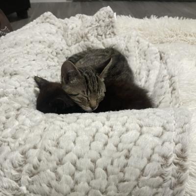 Allan the kitten sleeping in a cuddle puddle with another kitten