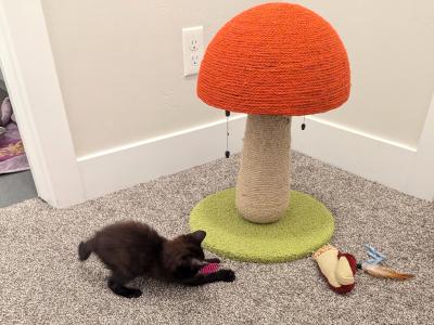 Allan the kitten playing in foster care, beside a mushroom cat scratcher