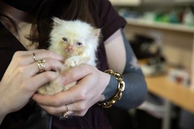 Person holding Alucard the kitten in her hands