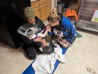 Two people with a dog in a cone, with one person kissing one of the dog's paws