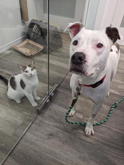 Spots the dog and Cashew the cat, with the cat behind a glass door