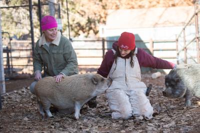 Smokey and Peter the pigs outside in a fenced area with two people