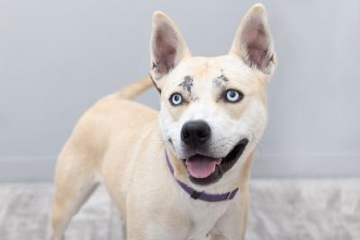 Bonny the dog with mouth open in a smile