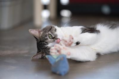 Anthony the cat lying down and playing with a toy